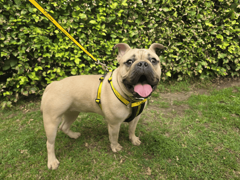 English Bulldog for adoption in , – 11 months old - Image 6 of 10
