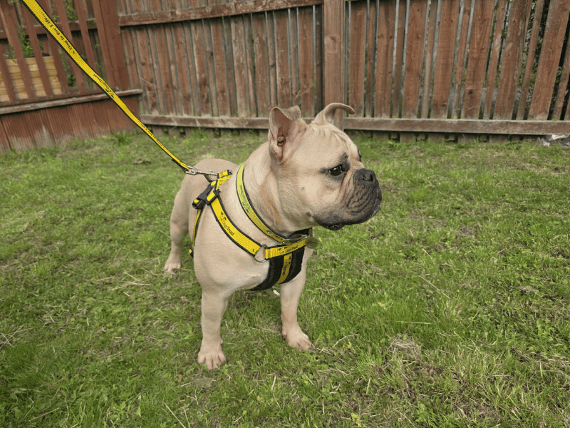 English Bulldog for adoption in , – 11 months old - Image 5 of 10