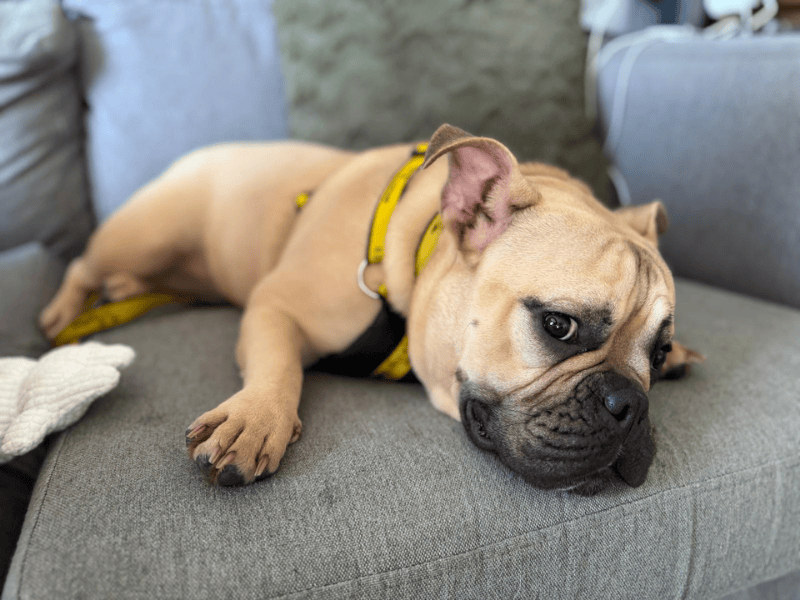 English Bulldog for adoption in , – 11 months old - Image 7 of 10
