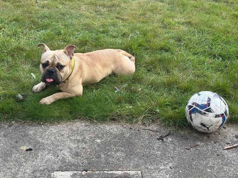 Remi | Bulldog Cross | West Calder (Edinburgh) - 1