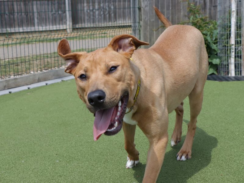 Albie for sale in Evesham, Worcestershire