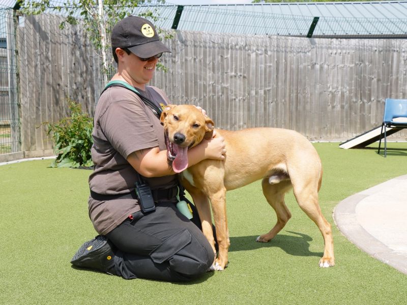 Albie for sale in Evesham, Worcestershire | Image 3