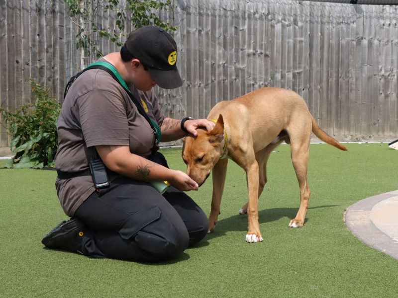 Staffordshire Bull Terrier for adoption in Evesham, Worcestershire – 11 months old - Image 7 of 7
