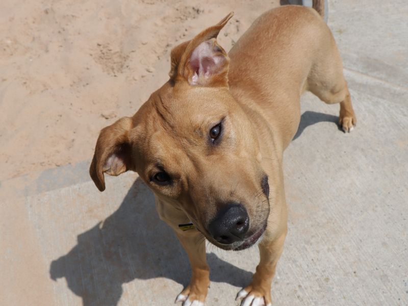 Albie for sale in Evesham, Worcestershire | Image 2