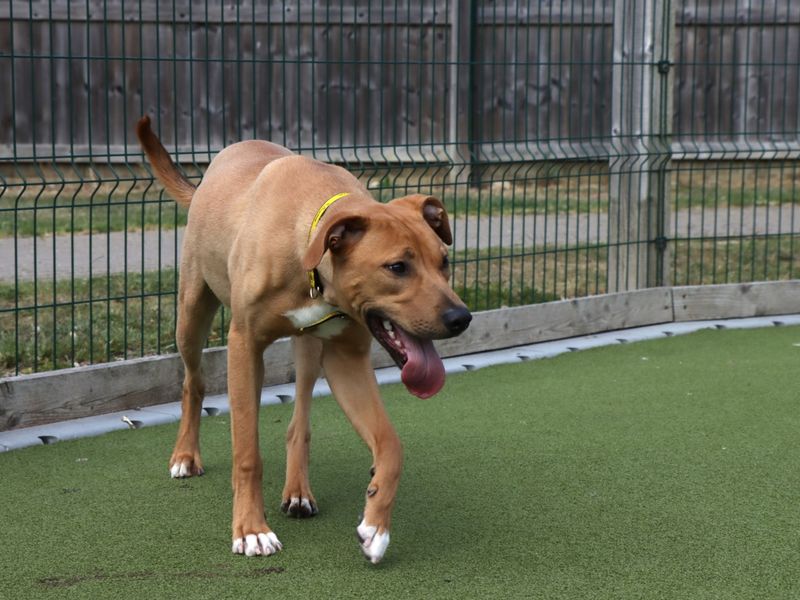 Staffordshire Bull Terrier for adoption in Evesham, Worcestershire – 11 months old - Image 6 of 7
