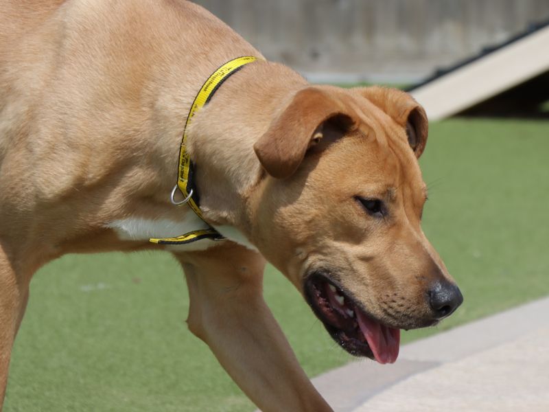 Albie for sale in Evesham, Worcestershire | Image 4