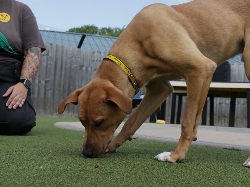 Staffordshire Bull Terrier for adoption in Evesham, Worcestershire – 11 months old - Image 5 of 7