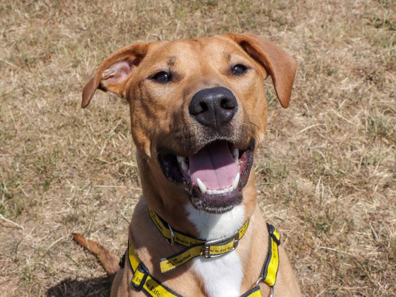 Albie | Retriever (Labrador) Cross | Evesham (Worcestershire) - 1