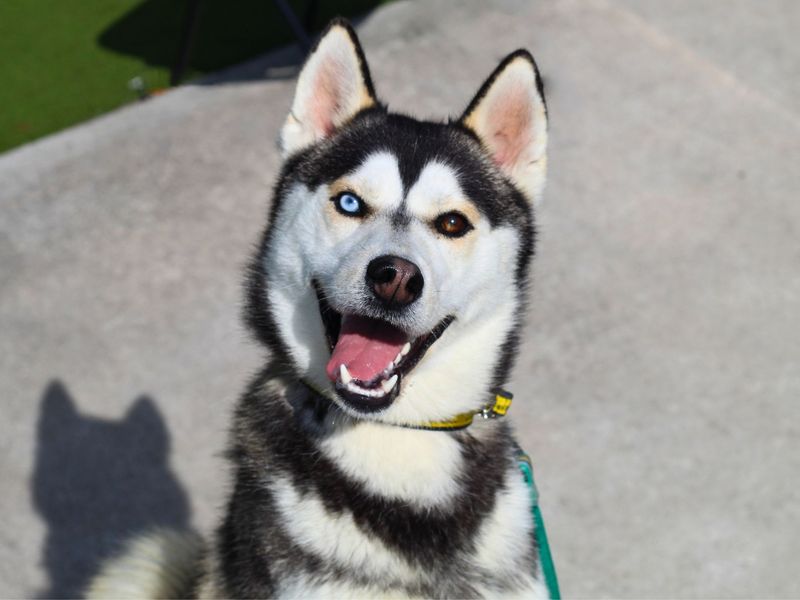 Siberian Husky for adoption in Manchester, Greater Manchester – 1 year old - Image 3 of 3