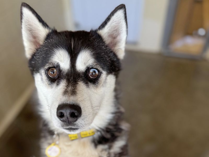 Louie | Siberian Husky | Basildon (Essex) - 1