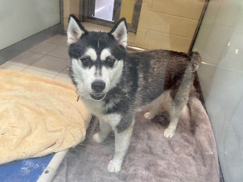 Louie | Siberian Husky | Basildon (Essex) - 1