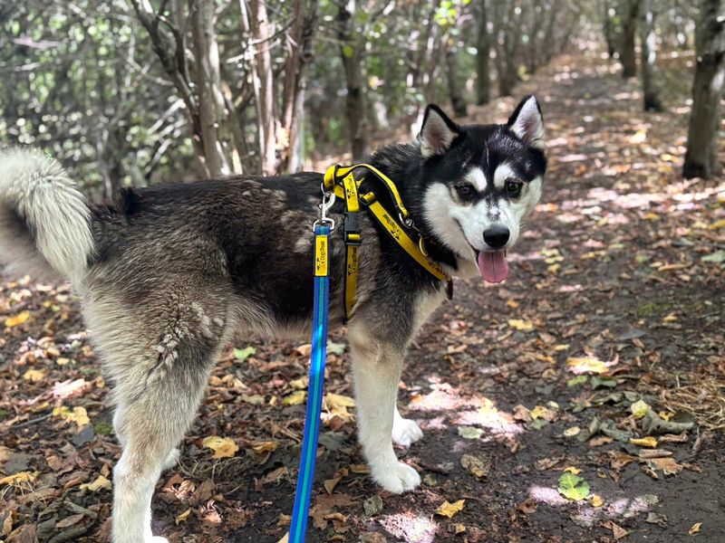 Louie | Siberian Husky | Basildon (Essex) - 1