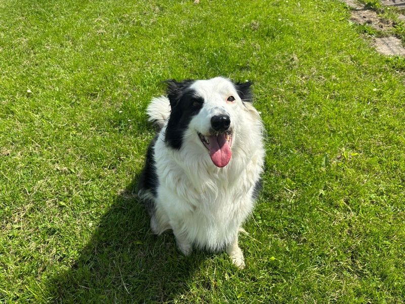 Flynn for sale in West Calder, West Lothian - Image 3