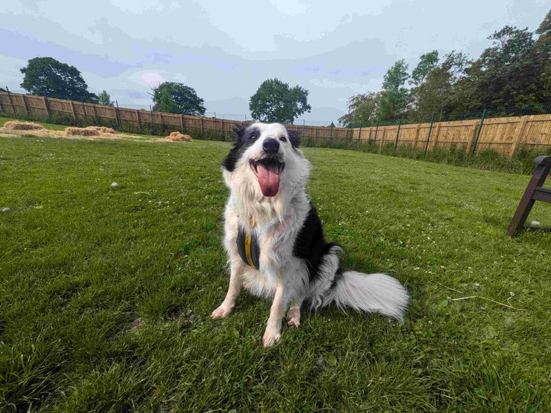 Flynn for sale in West Calder, West Lothian - Image 4