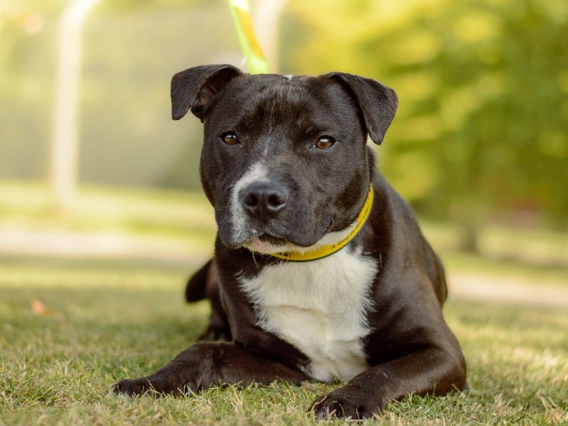 Staffordshire Bull Terrier for adoption in Kenilworth, Warks – 1 year old - Image 3 of 4