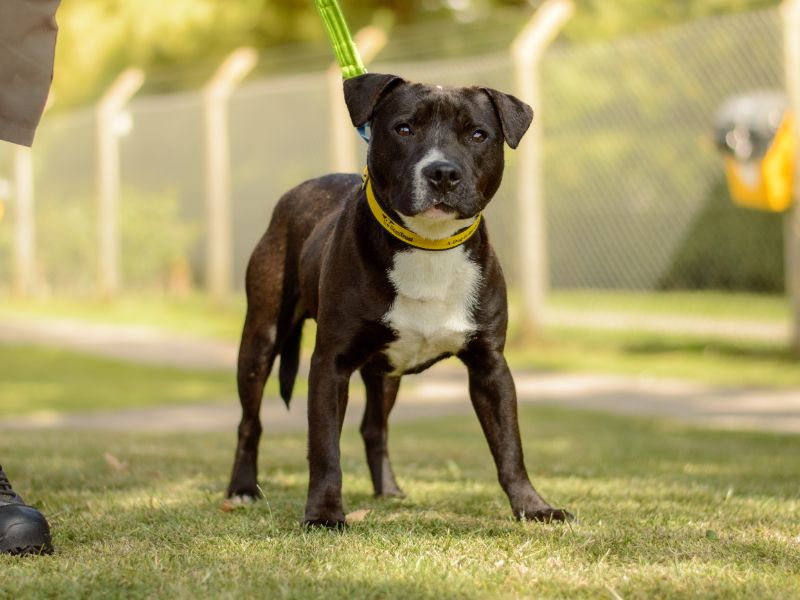 Staffordshire Bull Terrier for adoption in Kenilworth, Warks – 1 year old
