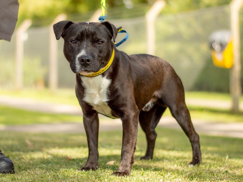 Staffordshire Bull Terrier for adoption in Kenilworth, Warks – 1 year old - Image 4 of 4