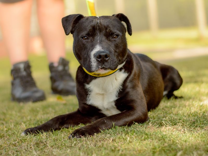 Staffordshire Bull Terrier for adoption in Kenilworth, Warks – 1 year old - Image 2 of 4