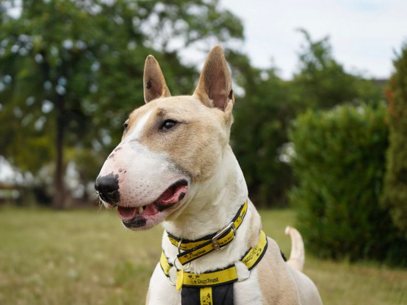 Quentin | Terrier (Bull) | Evesham (Worcestershire) - 1