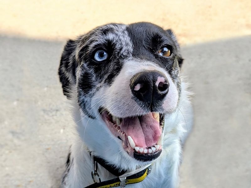 Dally | Collie (Border) | Shoreham (Sussex) - 1