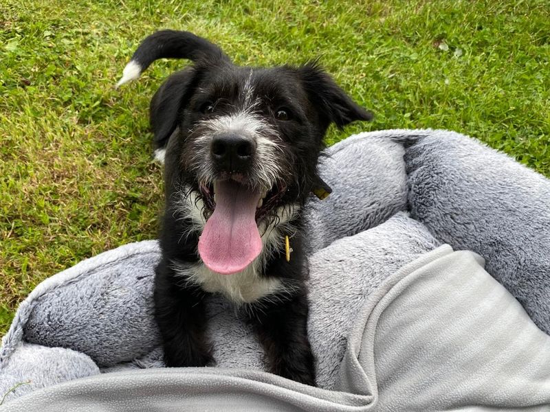 Diego | Crossbreed | Cumbria rehoming - 1