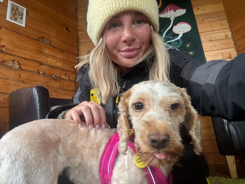 Poodle for adoption in West Calder, West Lothian – 2 years old - Image 5 of 6