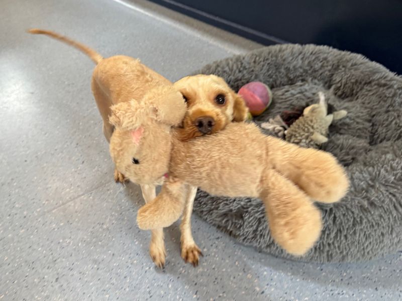 Poodle for adoption in West Calder, West Lothian – 2 years old - Image 3 of 6
