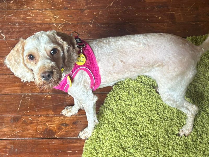 Poodle for adoption in West Calder, West Lothian – 2 years old - Image 4 of 6