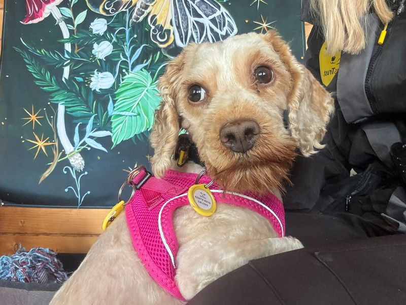 Rose | Poodle Cross | West Calder (Edinburgh) - 1