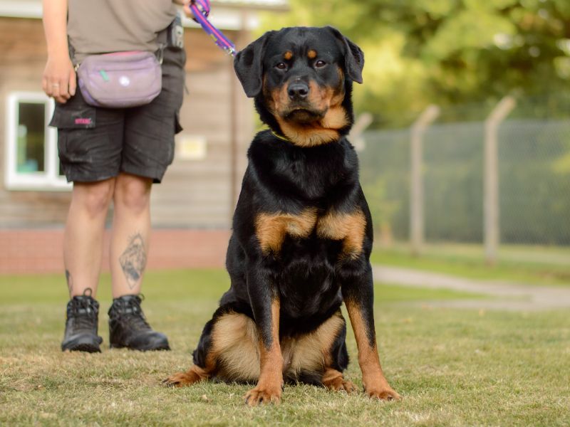 Twinkle | Rottweiler | Kenilworth (West Midlands) - 1