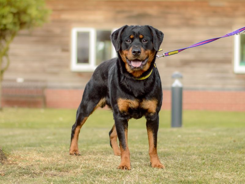 Rottweiler for adoption in Kenilworth, Warks – 1 year old - Image 2 of 5