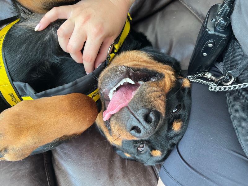 Rottweiler for adoption in Wymeswold, Leicestershire – 1 year old