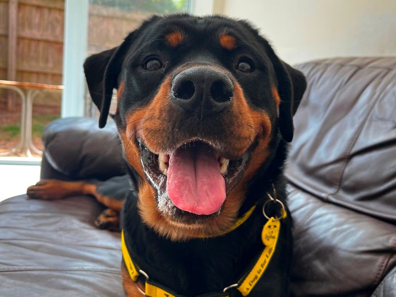 Rottweiler for adoption in Wymeswold, Leicestershire – 1 year old - Image 2 of 2