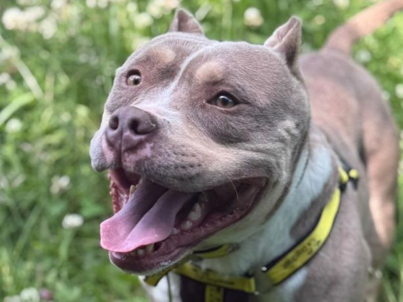 Cali | American Bully Pocket | Shrewsbury (Shropshire) - 1