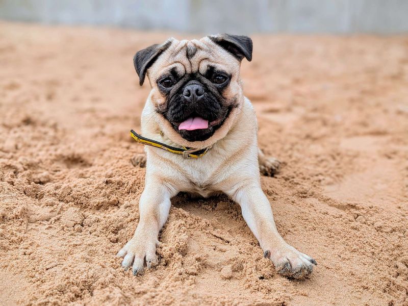 Pug for adoption in Cardiff, Glamorgan – 1 year old - Image 7 of 9