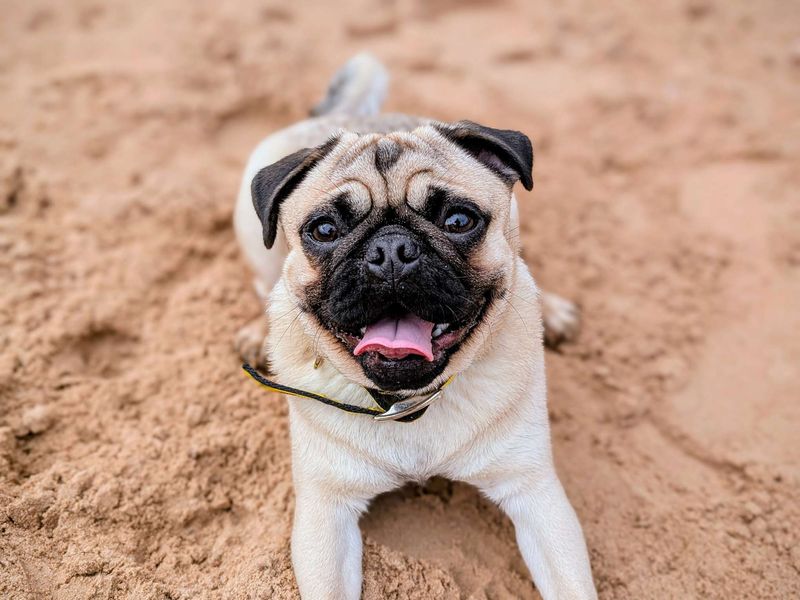 Pug for adoption in Cardiff, Glamorgan – 1 year old - Image 3 of 9