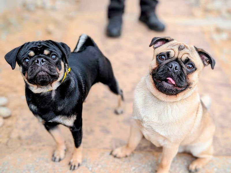 Pug Dogs And Puppies For Adoption
