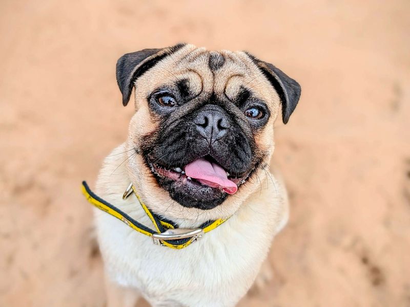 Pug for adoption in Cardiff, Glamorgan – 1 year old - Image 4 of 9