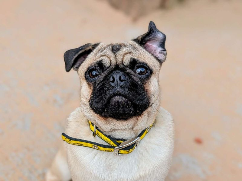 Pug for adoption in Cardiff, Glamorgan – 1 year old - Image 8 of 9