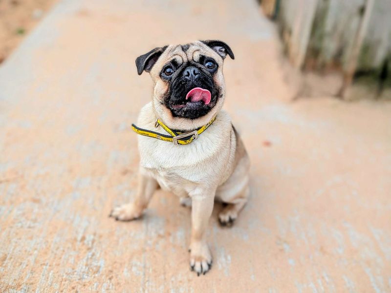 Pug for adoption in Cardiff, Glamorgan – 1 year old - Image 6 of 9