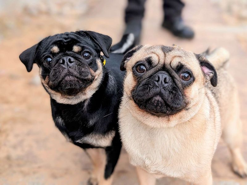 Pug for adoption in Cardiff, Glamorgan – 1 year old - Image 9 of 9