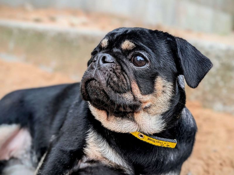 Pug for adoption in Cardiff, Glamorgan – 1 year old - Image 2 of 9
