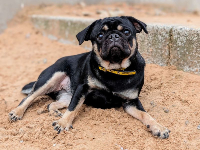Pug for adoption in Cardiff, Glamorgan – 1 year old - Image 5 of 9