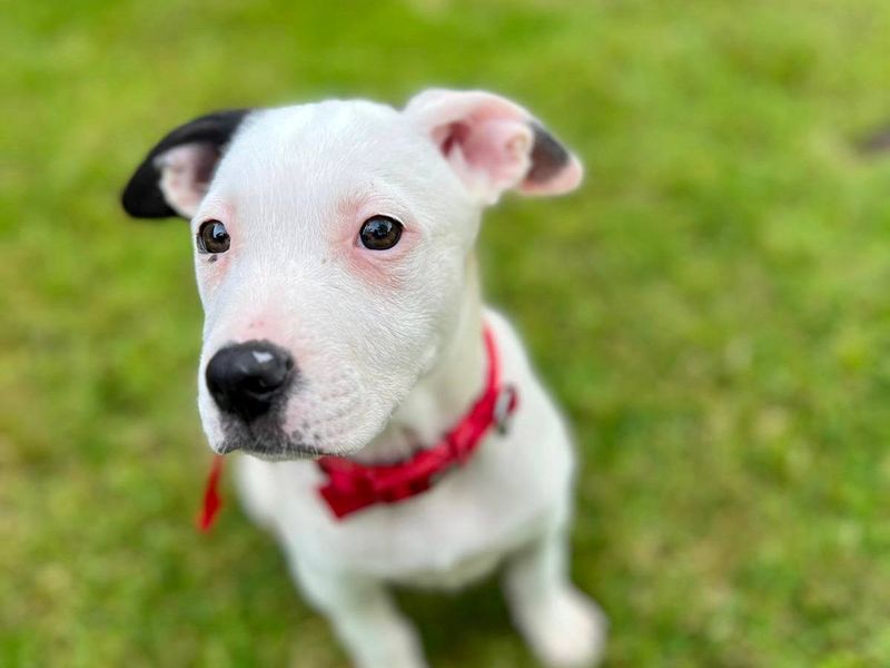 Staffie Dogs And Puppies For Adoption, Rehoming And Rescue In Ashford