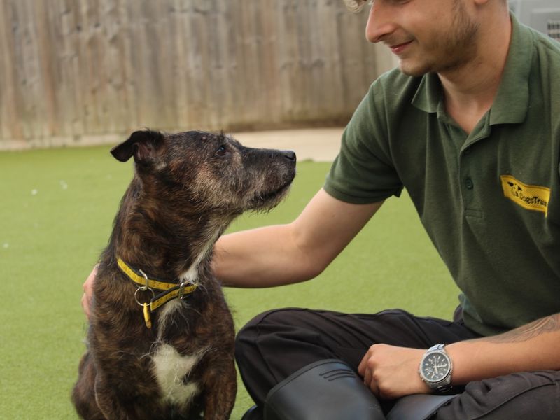 Sparky | Terrier (Cairn) Cross | Evesham (Worcestershire) - 1