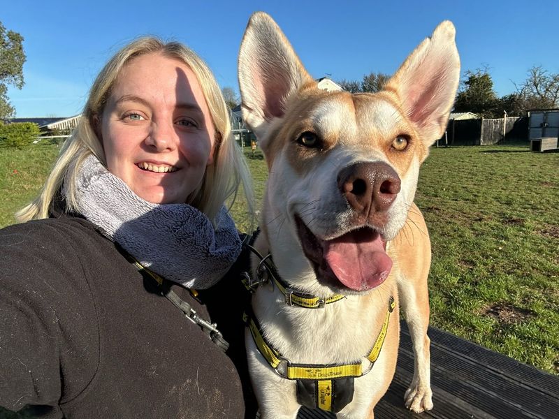 Harry H | Siberian Husky Cross | Snetterton (Norfolk) - 1
