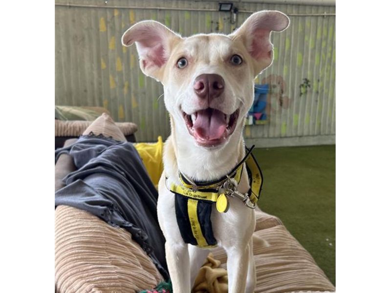American Bulldog for adoption in Snetterton, Norfolk – 8 months old - Image 2 of 3
