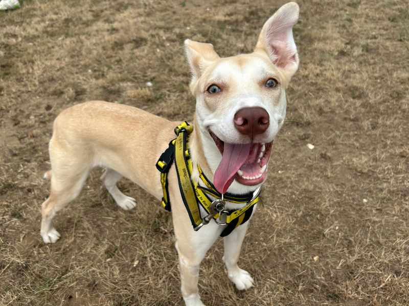 American Bulldog for adoption in Snetterton, Norfolk – 8 months old - Image 3 of 3