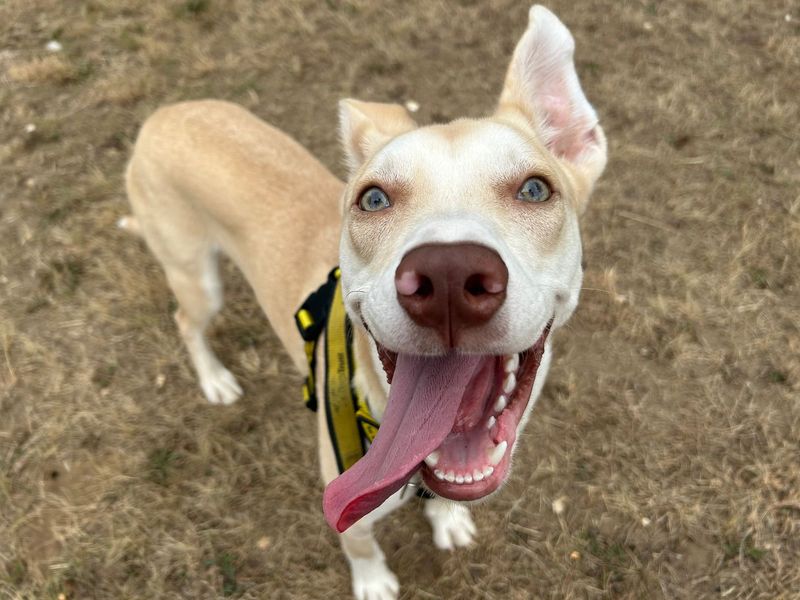 American Bulldog for adoption in Snetterton, Norfolk – 8 months old