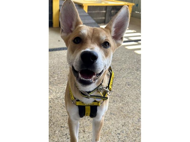 American Bulldog for adoption in Snetterton, Norfolk – 8 months old
